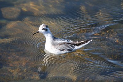 Red-necked Phalarope  185