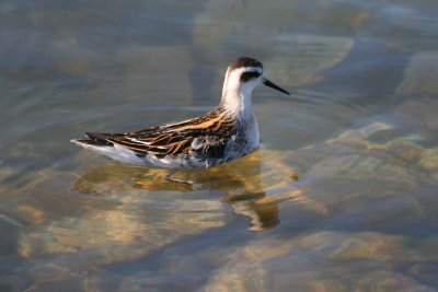 Red-necked Phalarope  185