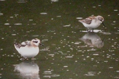 Red Phalarope  186