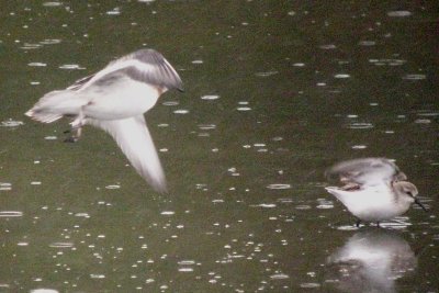 Red Phalarope  186