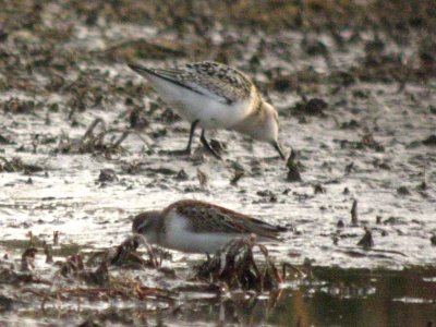 Sanderling 166