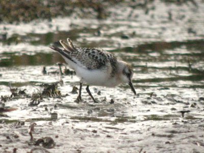 Sanderling 166