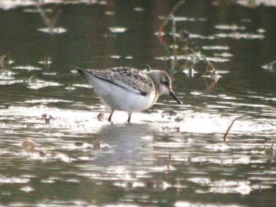 Sanderling 166