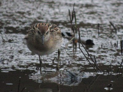 Sharp-tailed Sandpiper  174