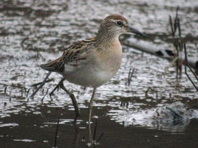 Sharp-tailed Sandpiper  174