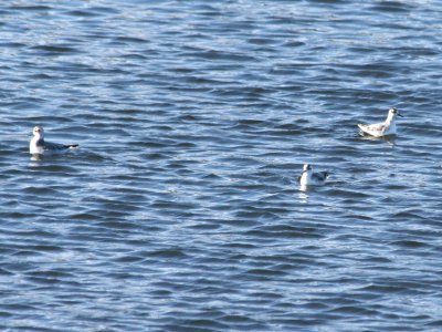 Red-necked and Red Phalarope