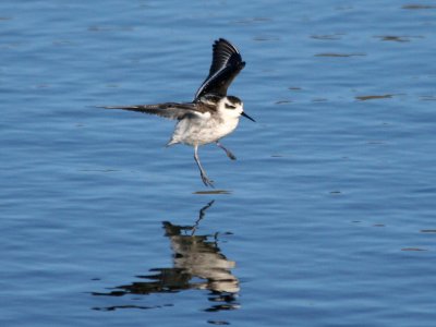 Red-necked Phalarope  185