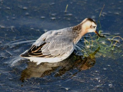 Red Phalarope  186