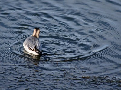 Red Phalarope  186