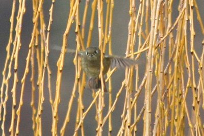 Ruby-crowned Kinglet  345