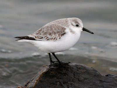 Sanderling 166