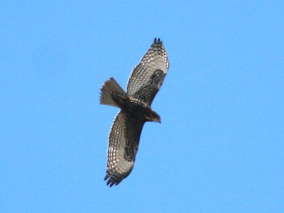 Harlan's Red-tailed Hawk  119