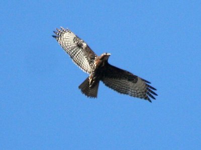 Harlan's Red-tailed Hawk  119