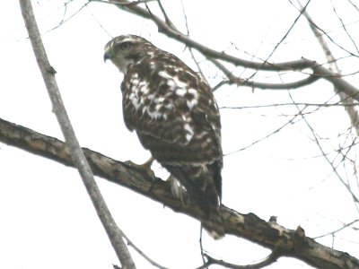 Juvenile Light Morph Harlan's Red-tailed Hawk