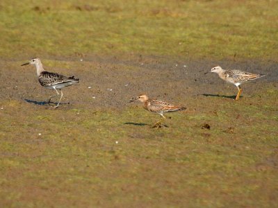 Ruff and 2 Sharp-tailed Sandpipers