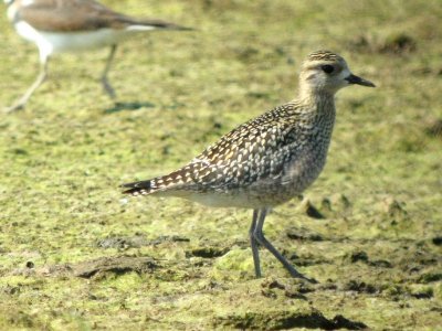 Pacific Golden-Plover 137