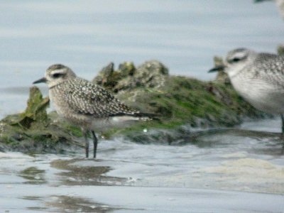 American Golden-Plover 136 & Black-bellied Plover