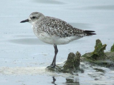 Black-bellied Plover 135