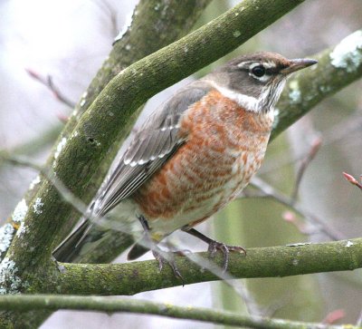 American Robin  356