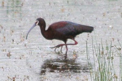 White-faced Ibis 107