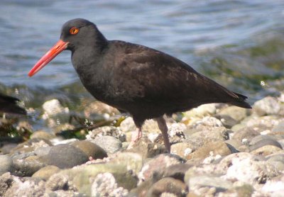 Black Oystercatcher 144