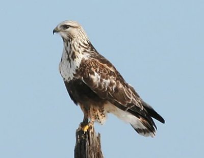 Rough-legged Hawk  121