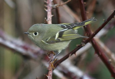 Ruby-crowned Kinglet  345