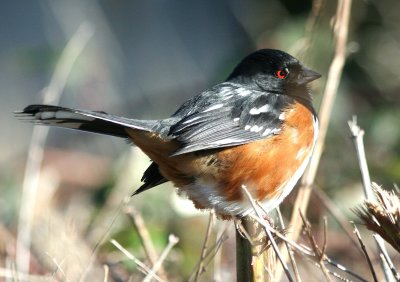 Spotted Towhee  404