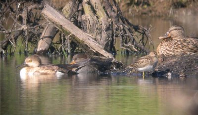 Hooded Merganser  