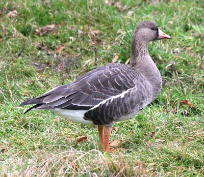 Greater White-fronted Goose  2