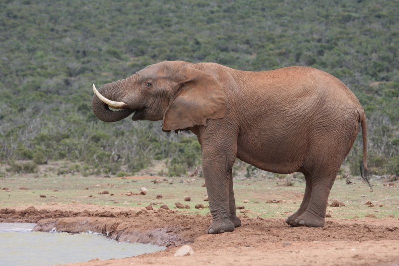 Lone bull