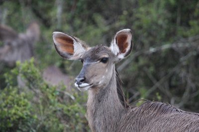 Showered kudu