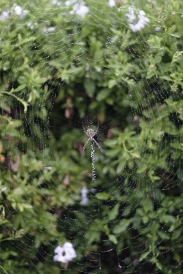 Garden orb spider