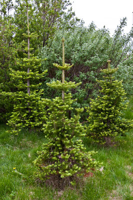 Fjallainur, Abies lasiocarpa