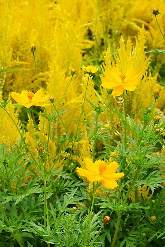 Sentosa Flower Festival.jpg