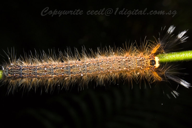 LP80128 Skull Face Caterpillar2.jpg