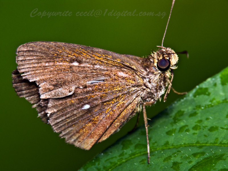 LP80128 Moth.jpg