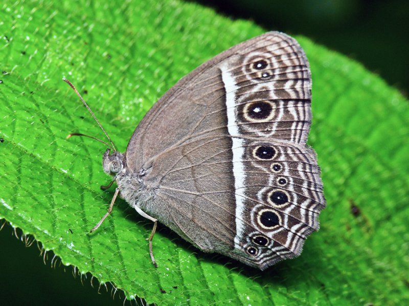 UP80211 Moth.jpg