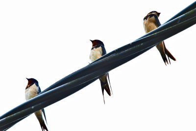 Swallows.jpg