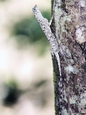 SB06 Flying Lizard.jpg