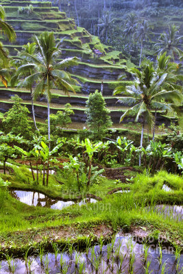 02 Bali Ubud Rice Terrace.jpg