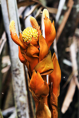 Atap Chee Flower.jpg