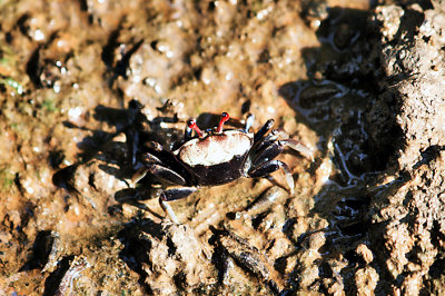 Mud Crab.jpg
