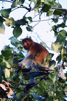 022 BakoNP Probosis Monkey.jpg
