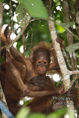 056 Orang Utan Nature Reserve.jpg