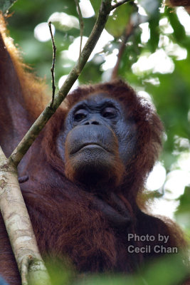 057 Orang Utan Nature Reserve.jpg