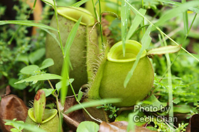 057a Pitcher Plant.jpg