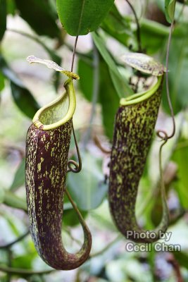 058 Pitcher Plant.jpg