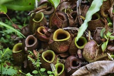 058 Pitcher Plants.jpg