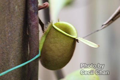 059 Pitcher Plant.jpg